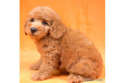 成約済の東京都のトイプードル-192386の4枚目